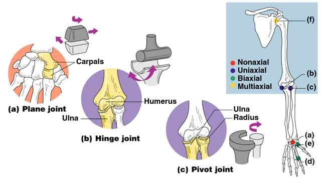 Types of Synovial Joints Based on Shape Figure 5.