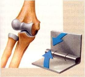 Types of Joints Hinge- A hinge joint allows