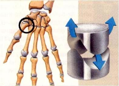 Saddle- This type of joint occurs when the touching surfaces of two bones have both concave and convex