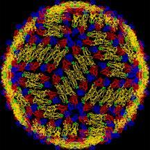 The Viruses - Arboviruses Flavivirus DENGUE Enveloped virus, ~50 nm in diameter with single-stranded RNA, ~10.