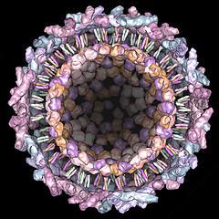 cycle : CHIKUNGUNYA Alphavirus Enveloped virus, spherical particle, 60-70 nm in diameter, single-stranded RNA, ~11.