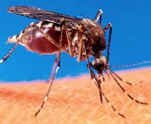 The Vector DENGUE Primary vector : Aedes aegypti mosquito Highly domesticated, prefers to rest indoors Predominantly daytime feeder, peak biting