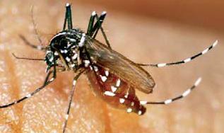 infected mosquitoes may take longer to complete blood meal CHIKUNGUNYA Vectors : Aedes aegypti and Aedes albopictus Prefers outdoor environment -