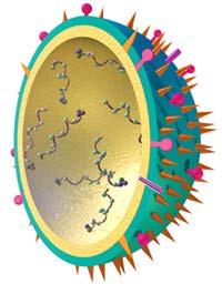 Influenza Influenza virus first identified in the 1930s Segmented, negative sense, single stranded RNA 8 gene segments encoding 11 proteins Sialic acid receptor dependent tropism Orthomyxoviridae