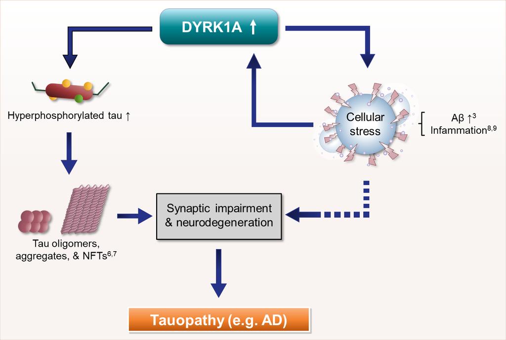 Mechanism of action of SM07883, a potent DYRKA kinase inhibitor with a novel target profile DYRKA is a novel target found overexpressed in AD, Pick s disease and Down syndrome brains,2 Regulates