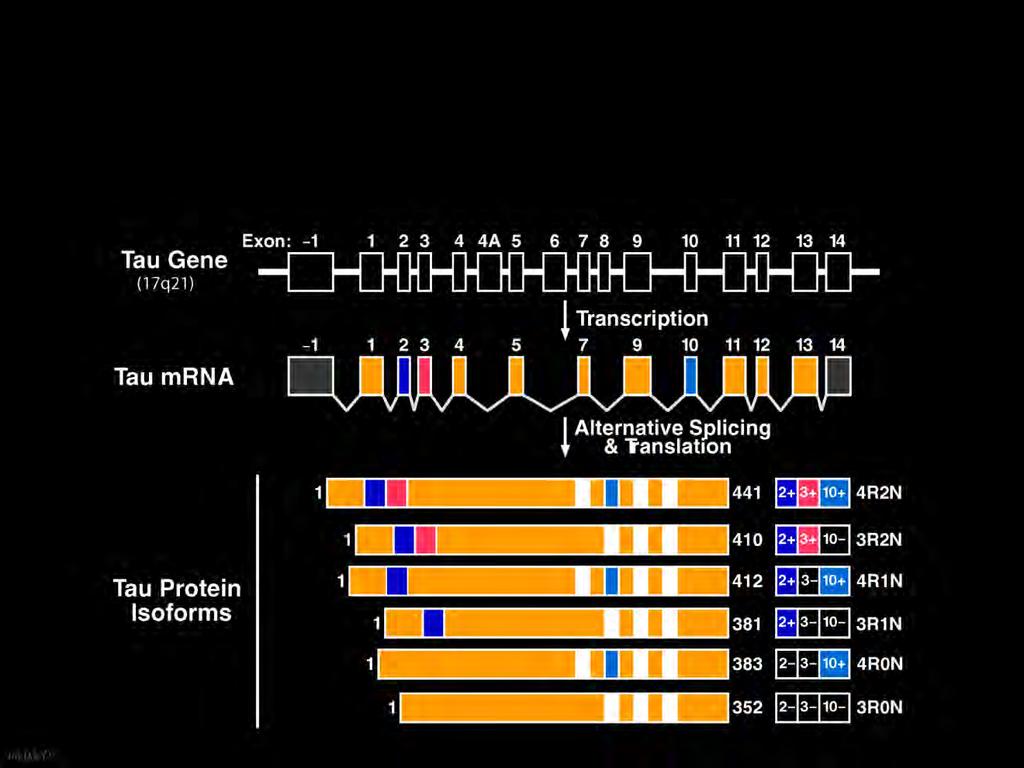 Several Tau Isoforms Are Derived from a Single Gene by