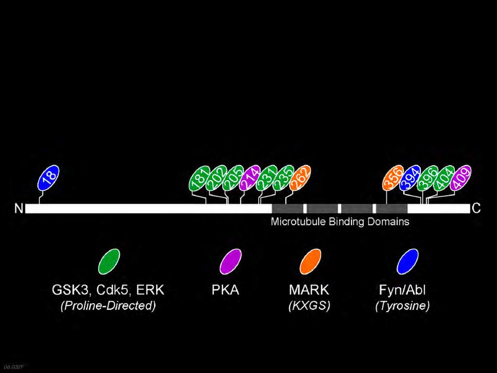 Most Tau Phosphorylation Sites