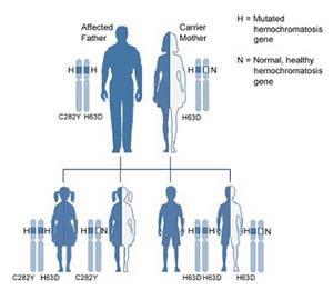 If one parent is affected with two mutated copies (one C282Y and one H63D) for the HFE-hemochromatosis gene, and the other parent is a carrier for one H63D mutation, for each pregnancy: there is a