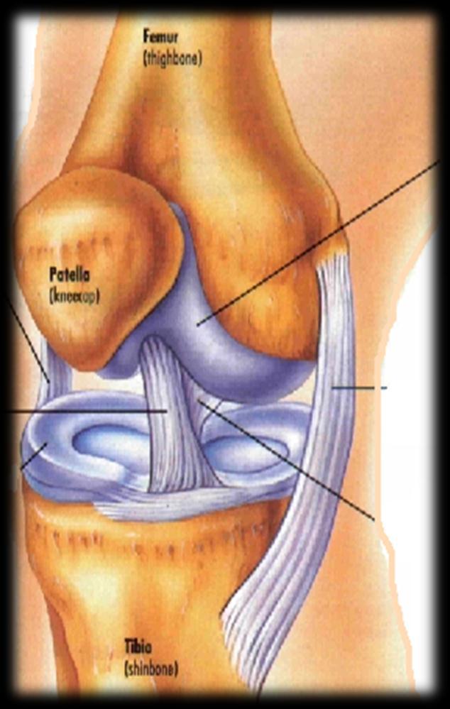 tibia to the center of your knee.