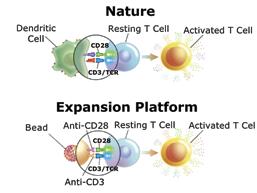 Dynabeads for mouse and human T cell activation and expansion Dynabeads CD3/CD28 for polyclonal T cell activation and expansion No need for antigen-presenting cells (APC) or antigen Gentle and easy,
