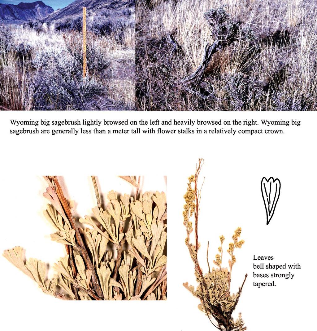 February 2004 15 ally obtains its moisture by growing in localities with greater amounts of precipitation rather then occupying on very deep soils favored by basin big sagebrush.