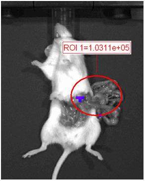 Figure 5. IVIS image taken from exenatide cage # 1 mouse #1. Photons measured in the ROI were observed to be 1.
