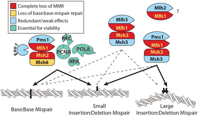 MLH1 is essential in the Mismatch Repair Pathway http://www.ludwigcancerresearch.