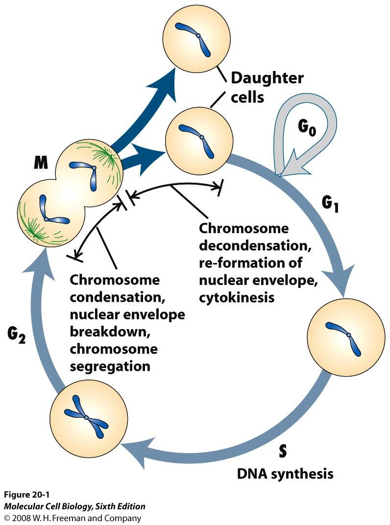 Time S G2 M (b) Molecular m echanism s that help r egulate the cell cycle 5 During, conditions in the cell favor degradation of cyclin, and the Cdk component of MPF is recycled.