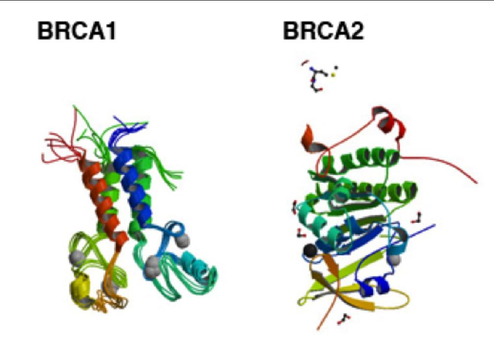 + Molecular Cause BRCA 1 and BRCA2 belong to a class of genes known as tumor suppressors.