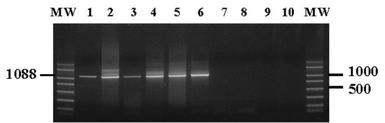 PCR detection of T. maritimum - Specific PCR is necessary for an accurate diagnosis of the pathogen por PCR. It allows the differentiation of T.
