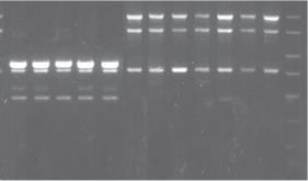 Genotyping studies RAPD-PCR analysis: The strains can be separated into distinct