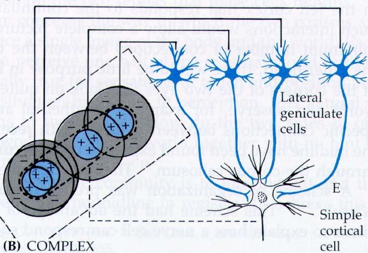 II. Mechanistic Model of Receptive Fields: V1 Model suggested by Hubel & Wiesel in the 1960s: V1 RFs are created from converging LGN inputs
