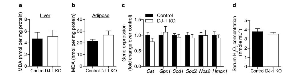 Supplementary Figure 4. DJ-1 deficiency does not induce overt oxidative stress.