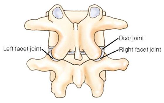 Segmental Structure: One median joint Two lateral joints Types of Spinal Joints: