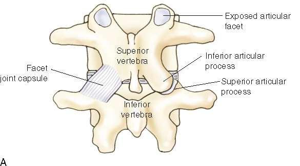 B Structure Classification: Synovial joint Plane Function