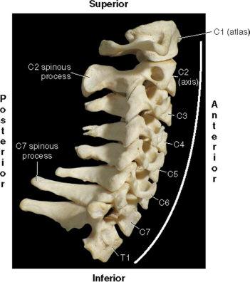 Special Vertebrae of the Cervical Spine: