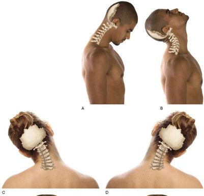Functions of the Cervical Spine: Bears the weight of the head