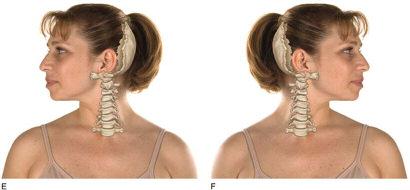 Flexion and extension Right and left lateral flexion Right and