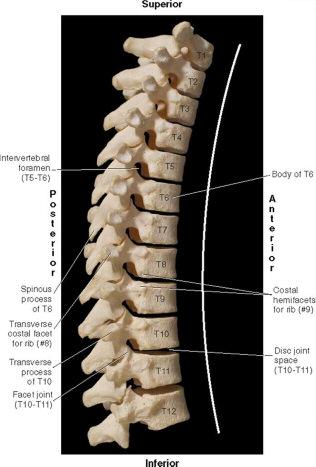 Costospinal Joints of the Thoracic Spine: Costospinal articulations