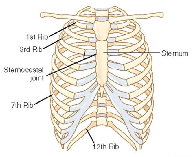 Types of Ribs: True ribs False ribs Floating ribs Structure Classification: