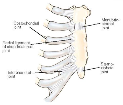 Types of Intrasternal Joints: Manubriosternal joint Sternoxiphoid joint Ligaments of the Intrasternal Joints: