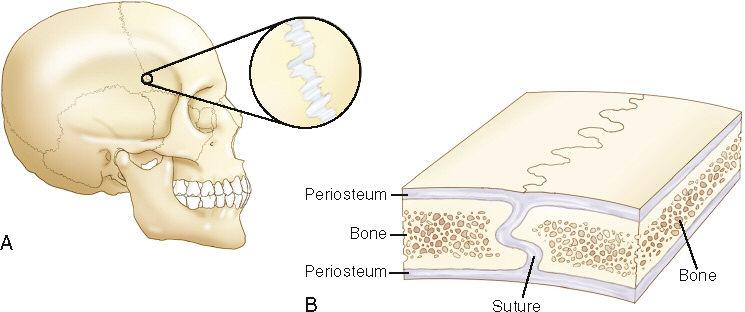Structure Classification: Fibrous joint Suture joint Function