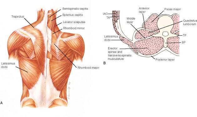 Structure: Layer of fascia located in thoracic and lumbar regions Located posteriorly in the trunk