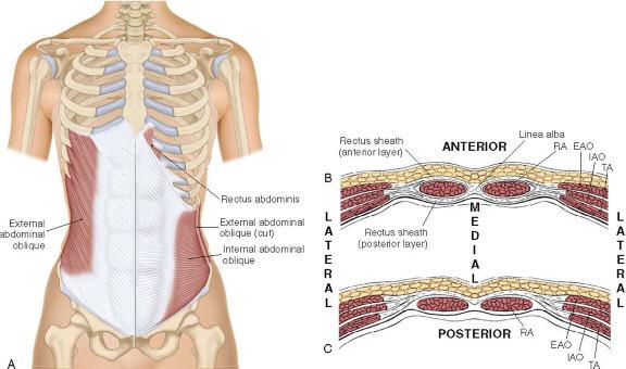 Abdominal Aponeurosis Structure: Layers of fibrous connective tissue located in the abdominal region Located anteriorly in