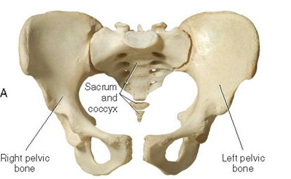 Joints Located within the Pelvis: Symphysis pubis joint Sacroiliac joints Pelvic