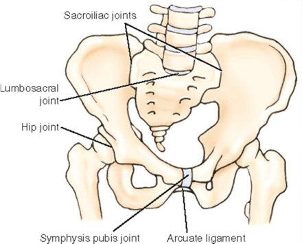 Symphysis Pubis Joint: Structure: Cartilaginous joint Symphysis joint Function: Amphiarthrotic Major motions: Nonaxial gliding Major ligaments: Arcuate pubic ligament