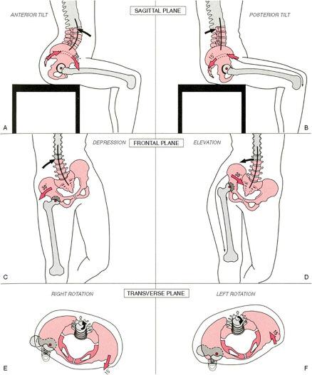 When the pelvis moves at both the lumbosacral joint and the hip joints, it changes in position relative to both the spine and the femurs.