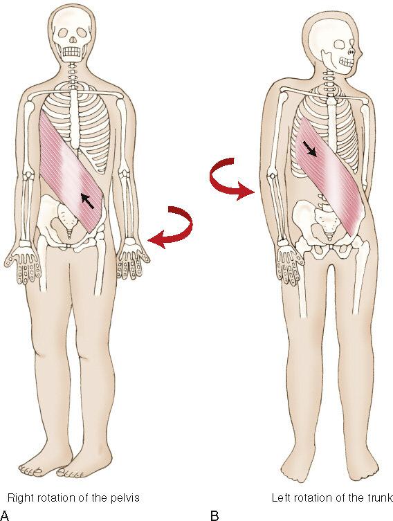 Muscles involved include both left-sided ipsilateral rotators of the trunk (the erector spinae group and left internal abdominal