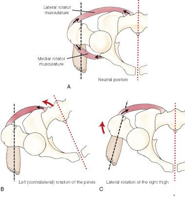 Pelvic/thigh movement in the transverse