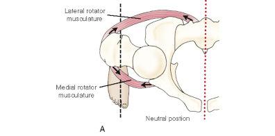 and anterior groups of musculature.