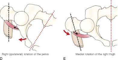 lateral rotators of the hip joint.