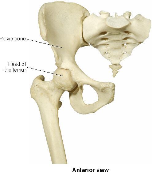 Structure Classification: Synovial joint Ball-and-socket Function Classification: Diarthrotic Triaxial Major Motions Allowed: Flexion