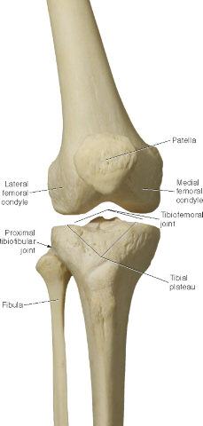 Tibiofemoral joint Patellofemoral joint Structure Classification: Synovial joint Modified hinge joint Function Classification: Diarthrotic Biaxial Major Motions Allowed:
