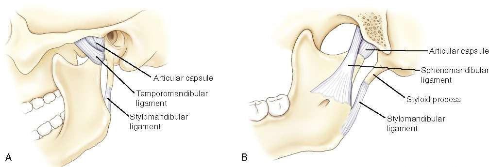 Major Ligaments of the TMJ: