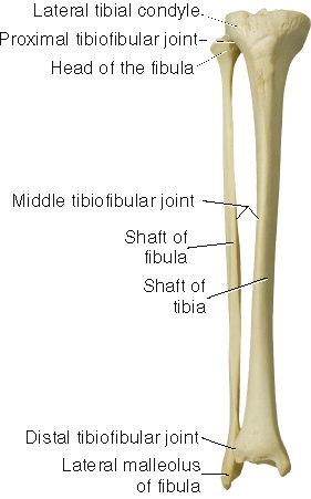 Tibiofibular Joints: Proximal tibiofibular joint Middle tibiofibular joint Distal tibiofibular joint Interosseus membrane Two purposes Tibial torsion Lateral twist of shaft of tibia The interosseus