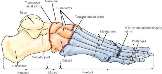 Functions of the Foot: Provides stability Bears weight of body Absorbs shock from motion Propels body through space Provides flexibility Adapts to uneven ground Evaluating the Arches of the Foot: Pes