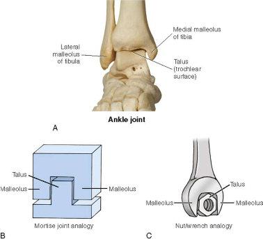 Structure Classification: Synovial joint Hinge joint Function Classification: Diarthrotic Uniaxial Major