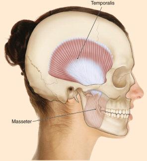 Major Muscles of the TMJ: Lateral pterygoid