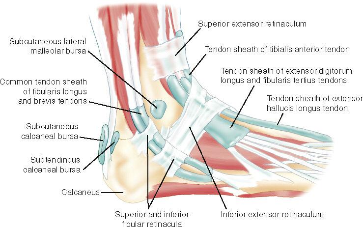 Figure above shows most of the bursae, retinacula, and tendon sheaths of the ankle joint region.