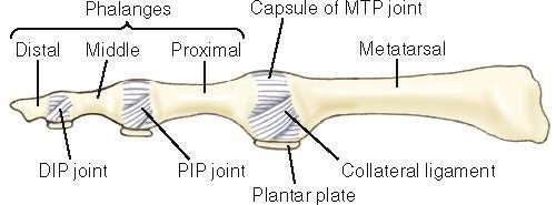 The interphalangeal joints pedis are located between the head of the more